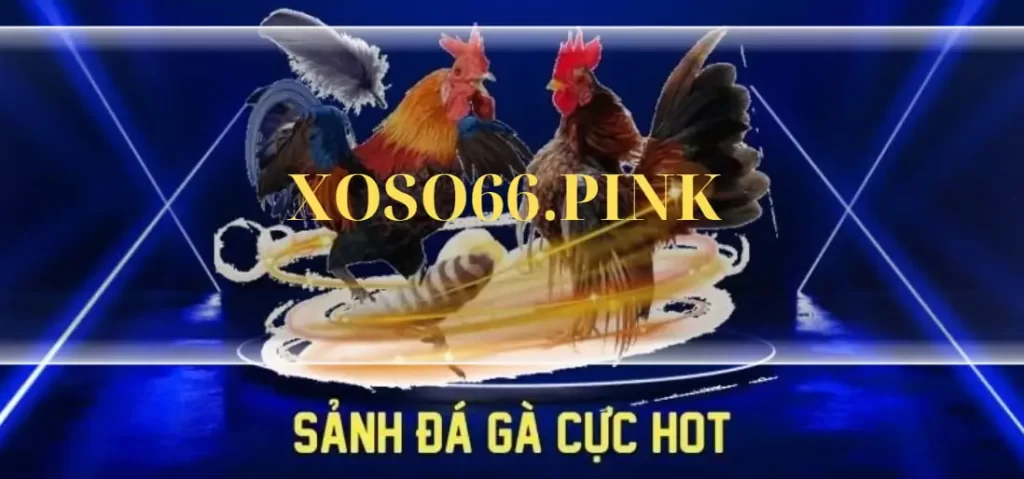 Đá Gà Xoso66 - Nơi Hội Tụ Của Những Chiến Kê Thực Thụ